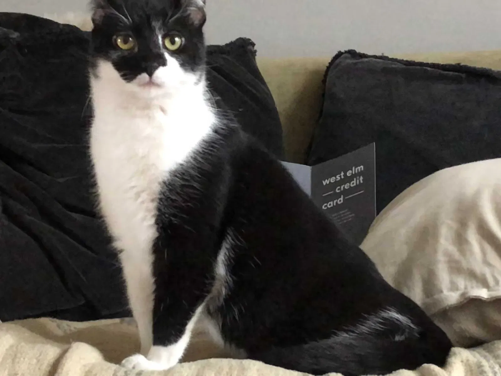 Lost cat in Nashville, TN, 37212