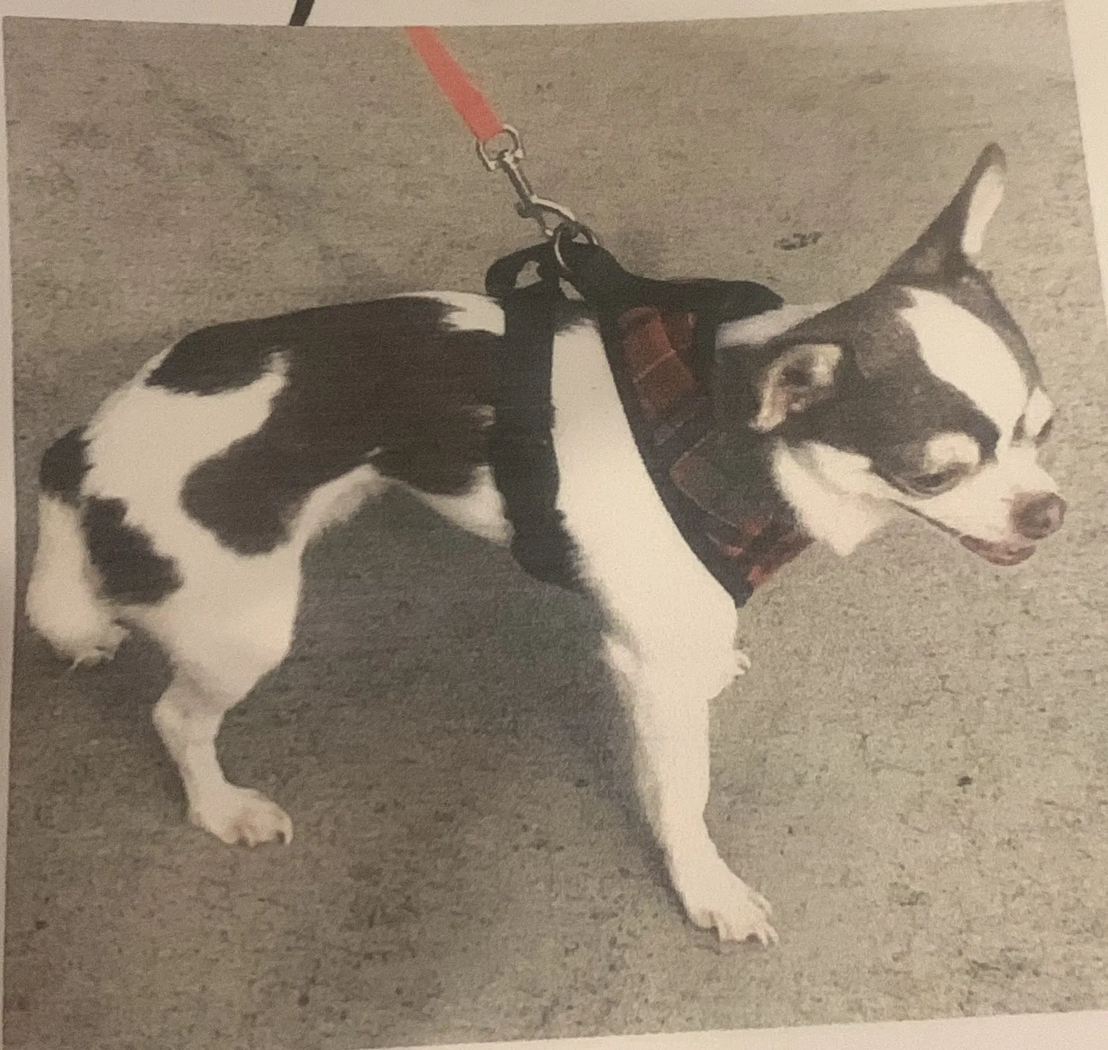 Lost dog in Marietta, GA, 30067