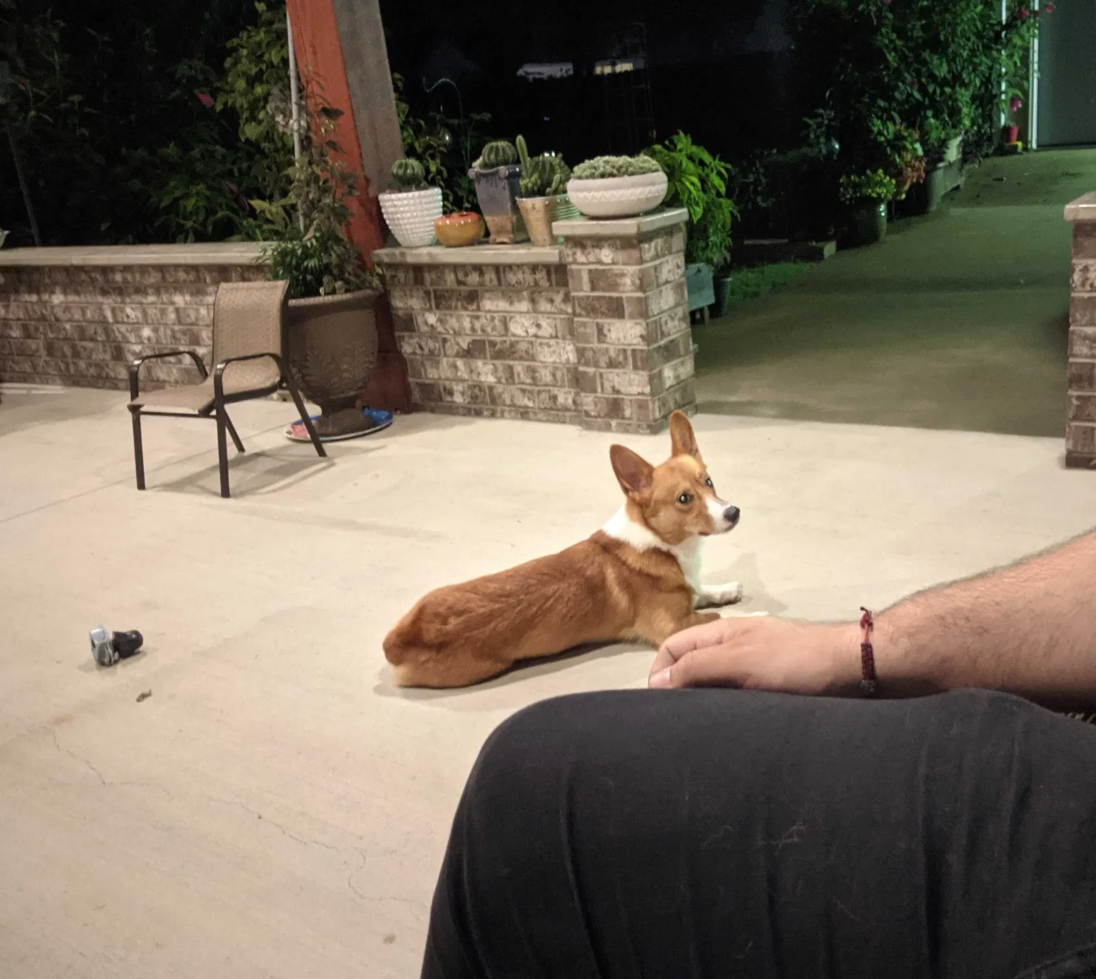 Lost dog in Hendersonville, TN, 37075