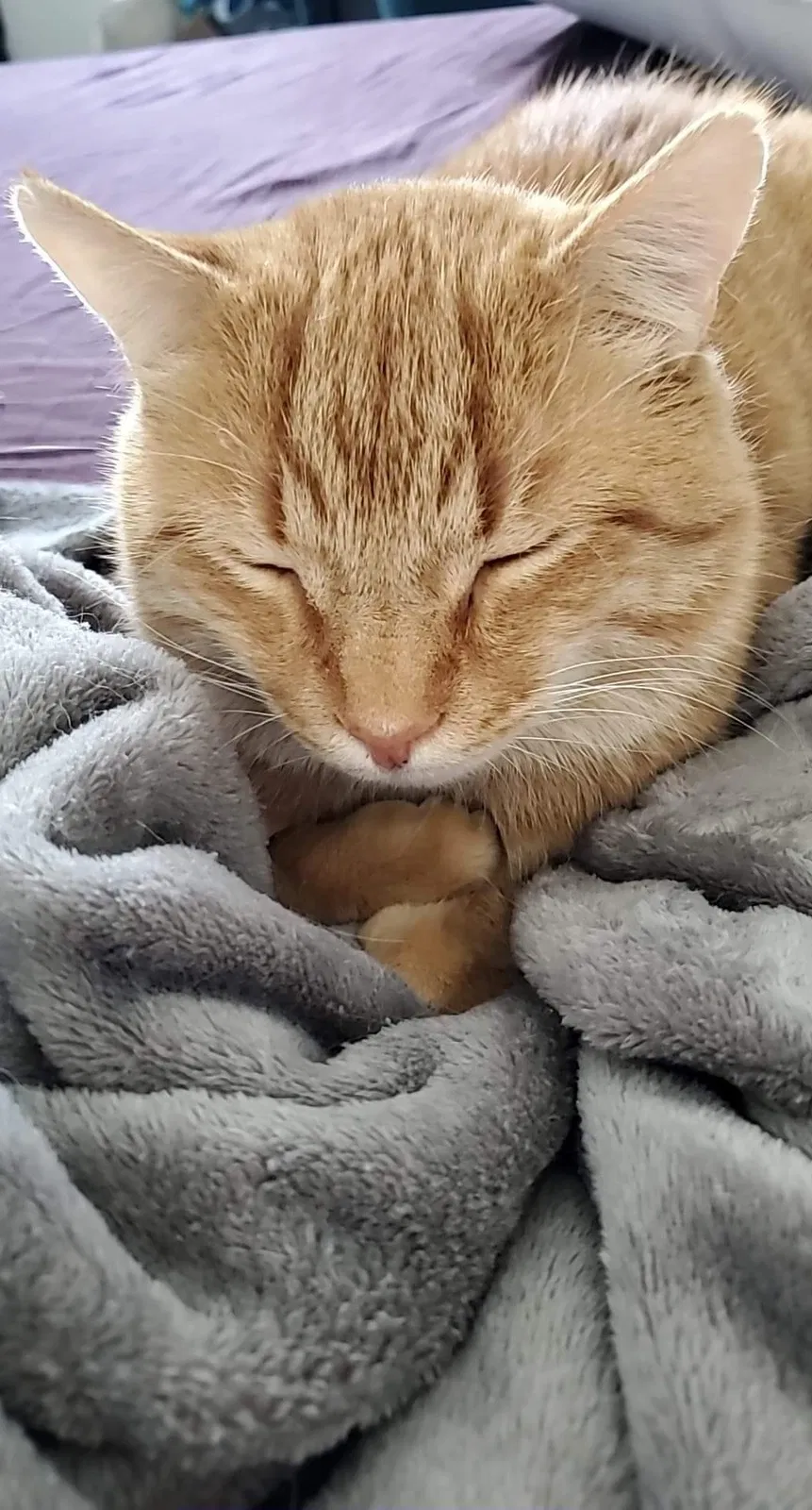 Lost cat in Neenah, WI, 54956