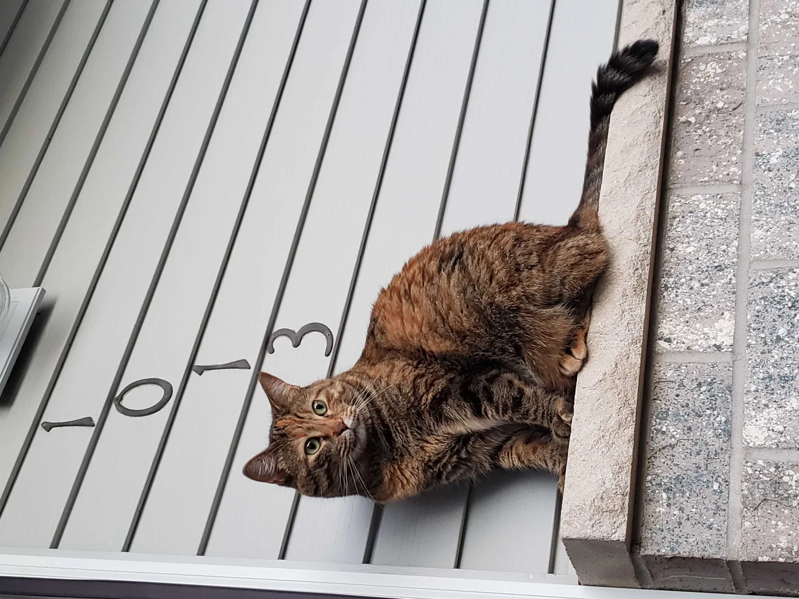 Lost cat in Saint Peter, MN, 56082