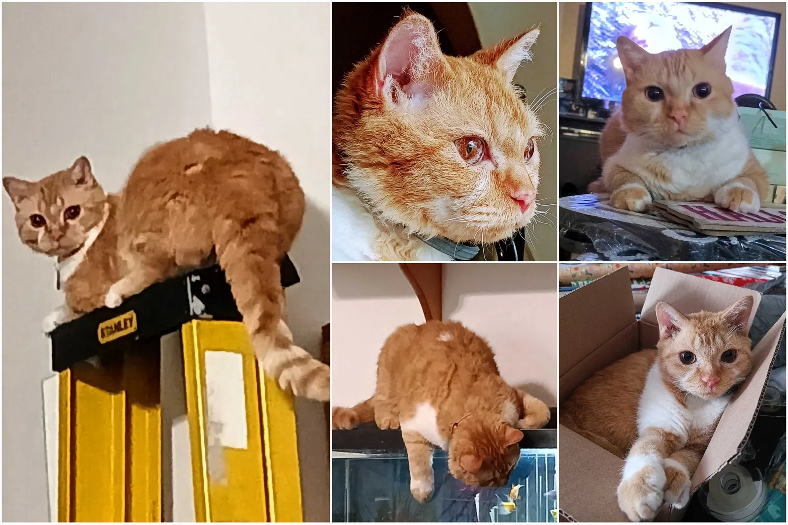 Lost cat in Eustis, FL, 32726
