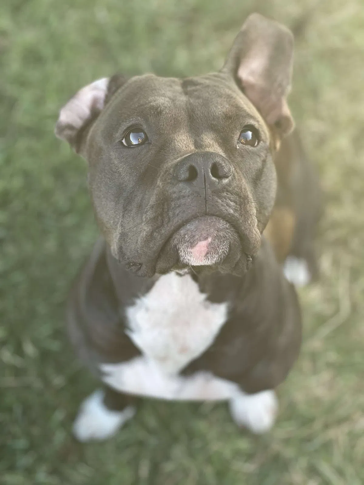 Lost dog in Lubbock, TX, 79416
