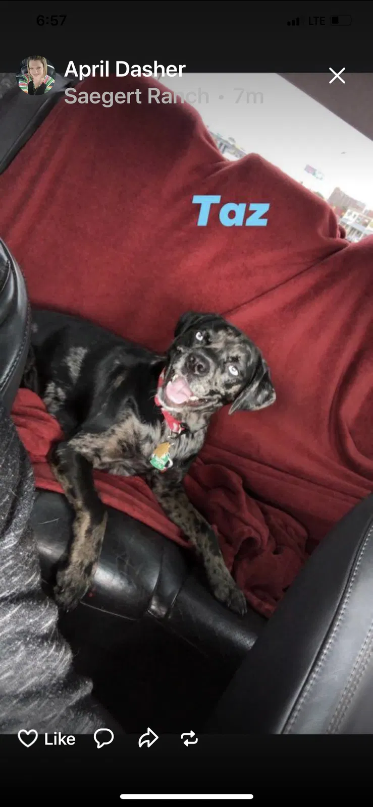 Lost dog in Killeen, TX, 76542