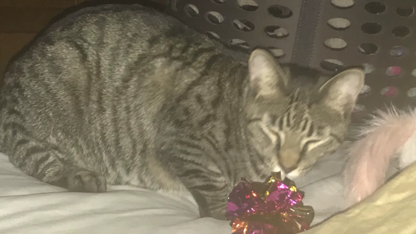 Lost cat in Boynton Beach, FL, 33426