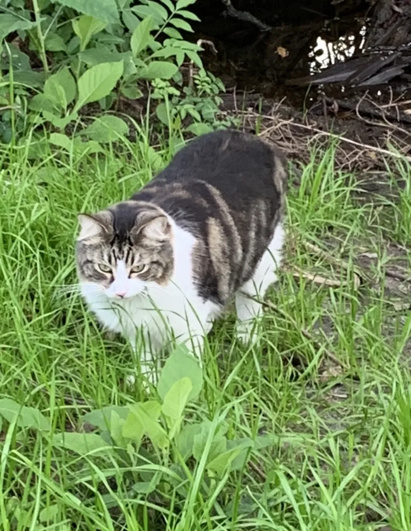 Lost cat in New Smyrna Beach, FL, 32168