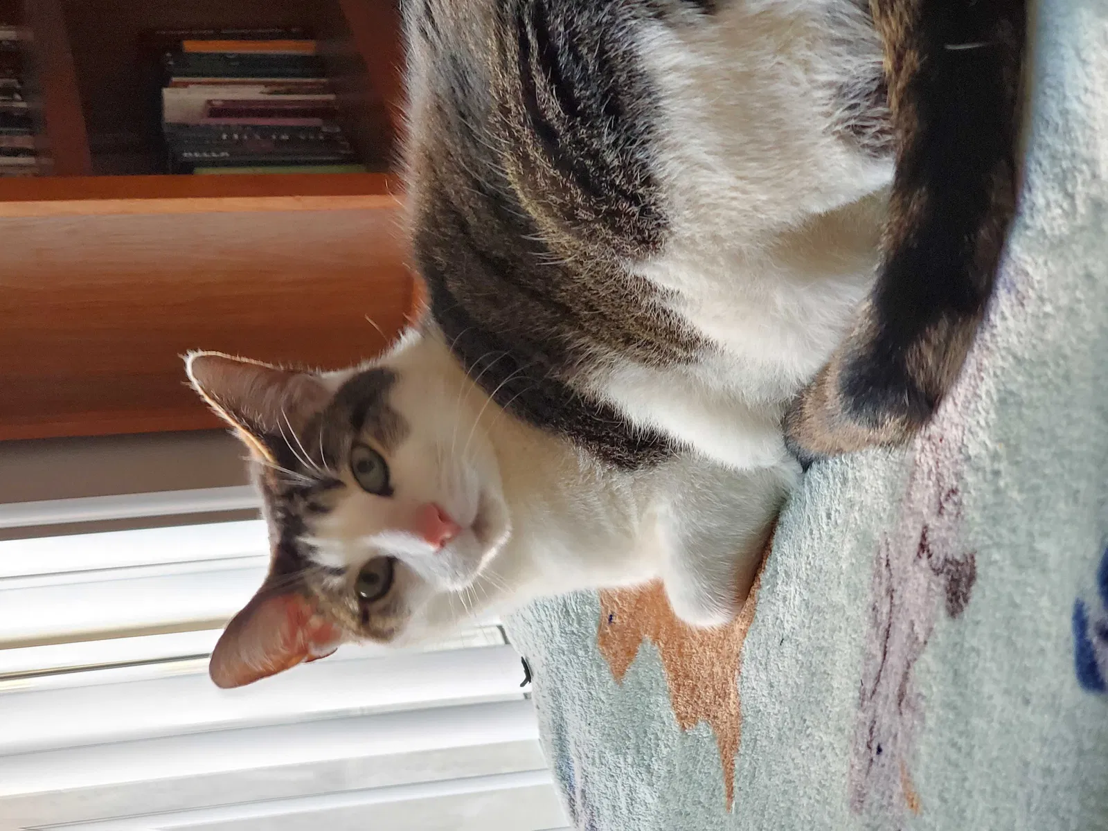 Lost cat in Plainfield, IN, 46168