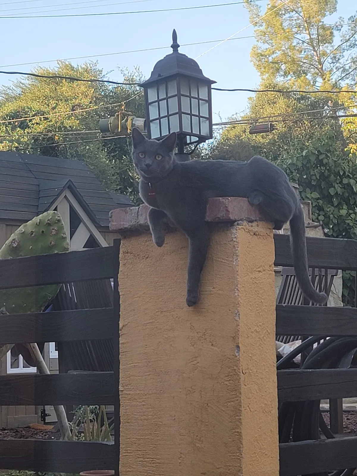 Lost cat in Altadena, CA, 91001