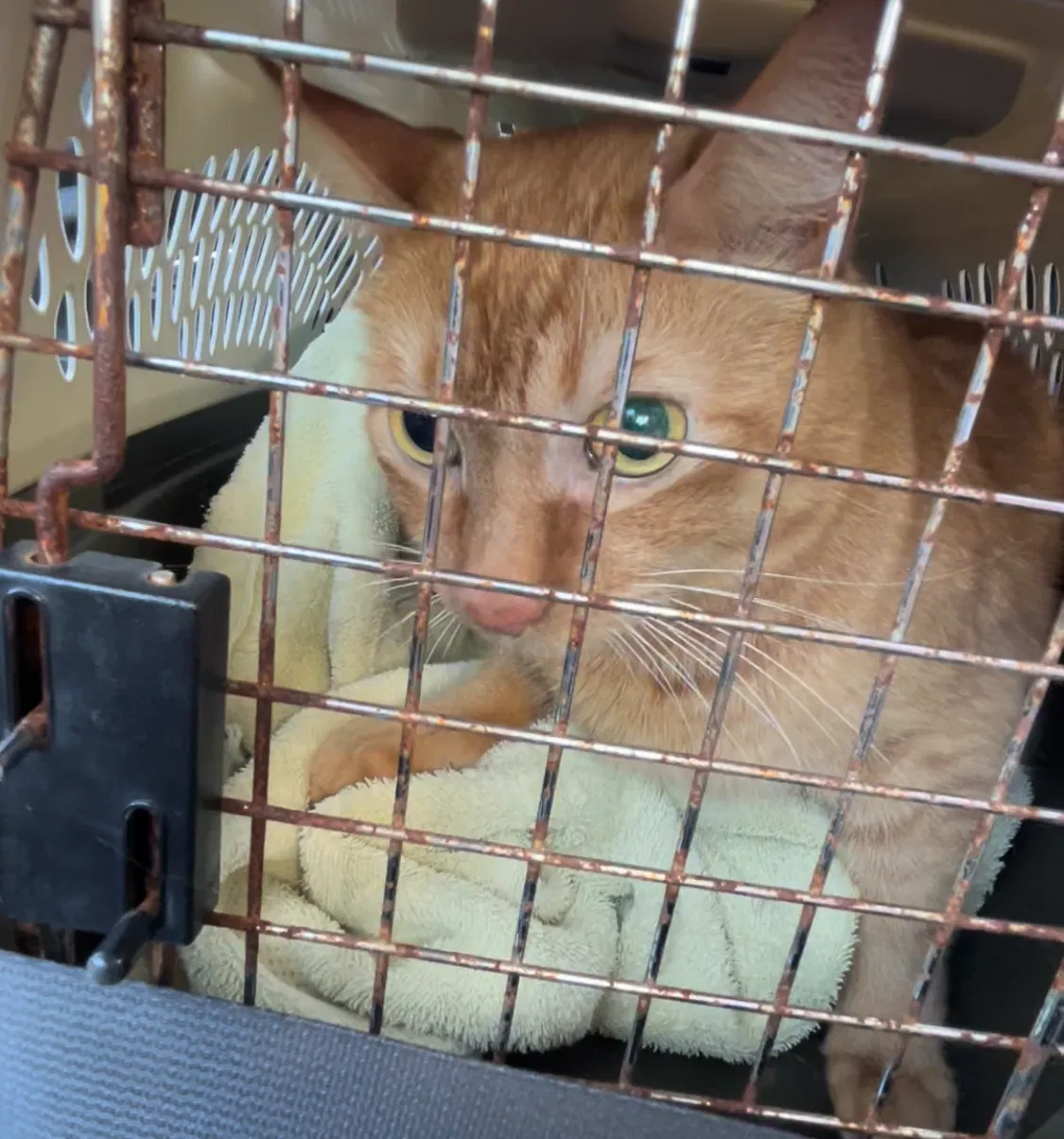 Lost cat in Miami Beach, FL, 33141
