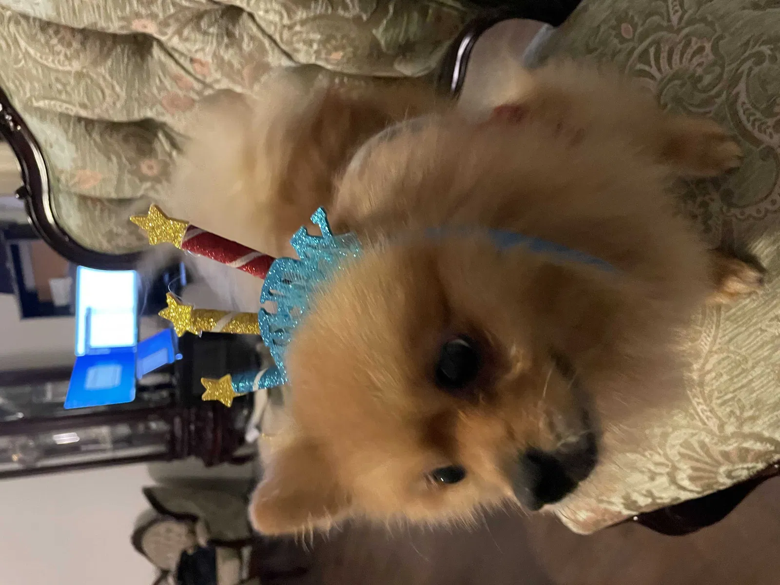 Lost dog in Orlando, FL, 32806