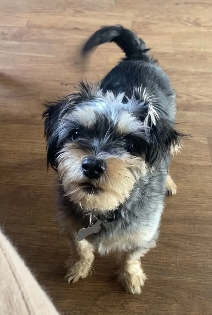 Lost dog in Buena Park, CA, 90620
