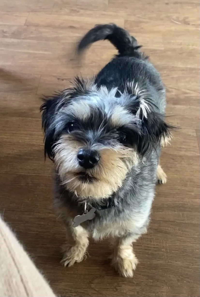 Lost dog in Buena Park, CA, 90620