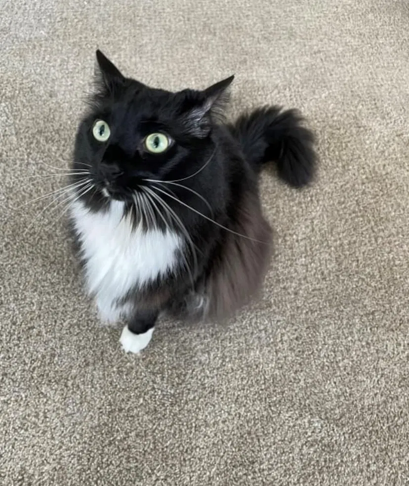 Lost cat in Knoxville, TN, 37917