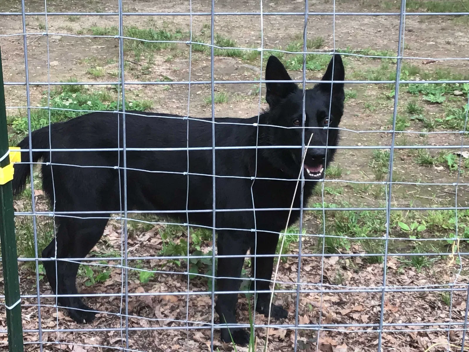 Lost dog in Graysville, TN, 37338