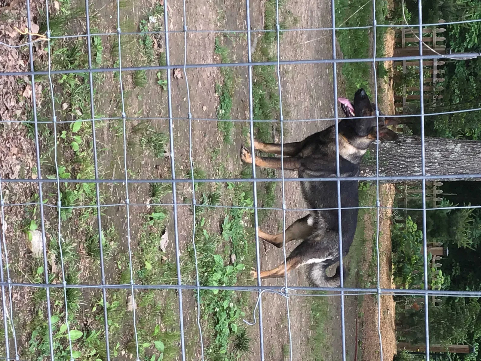 Lost dog in Graysville, TN, 37338