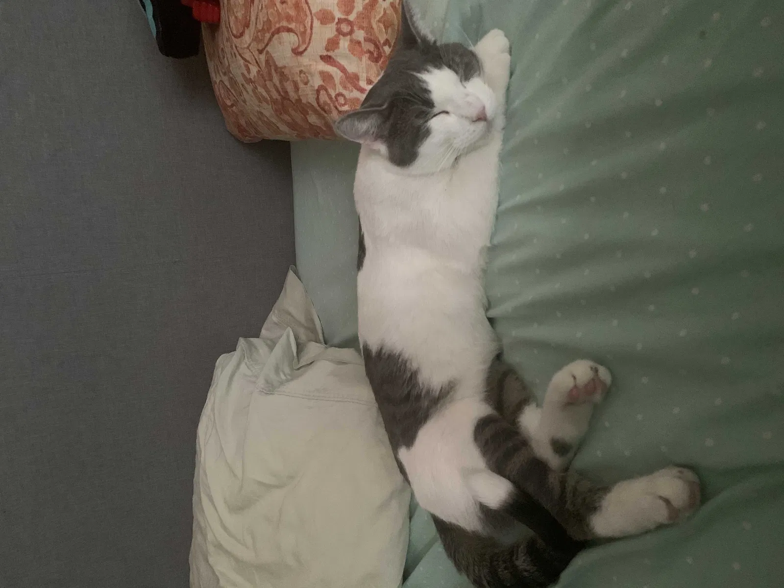 Lost cat in Madison, WI, 53716