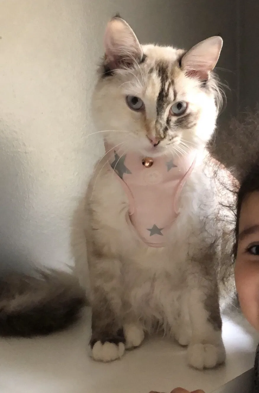 Lost cat in Los Angeles, CA, 90007