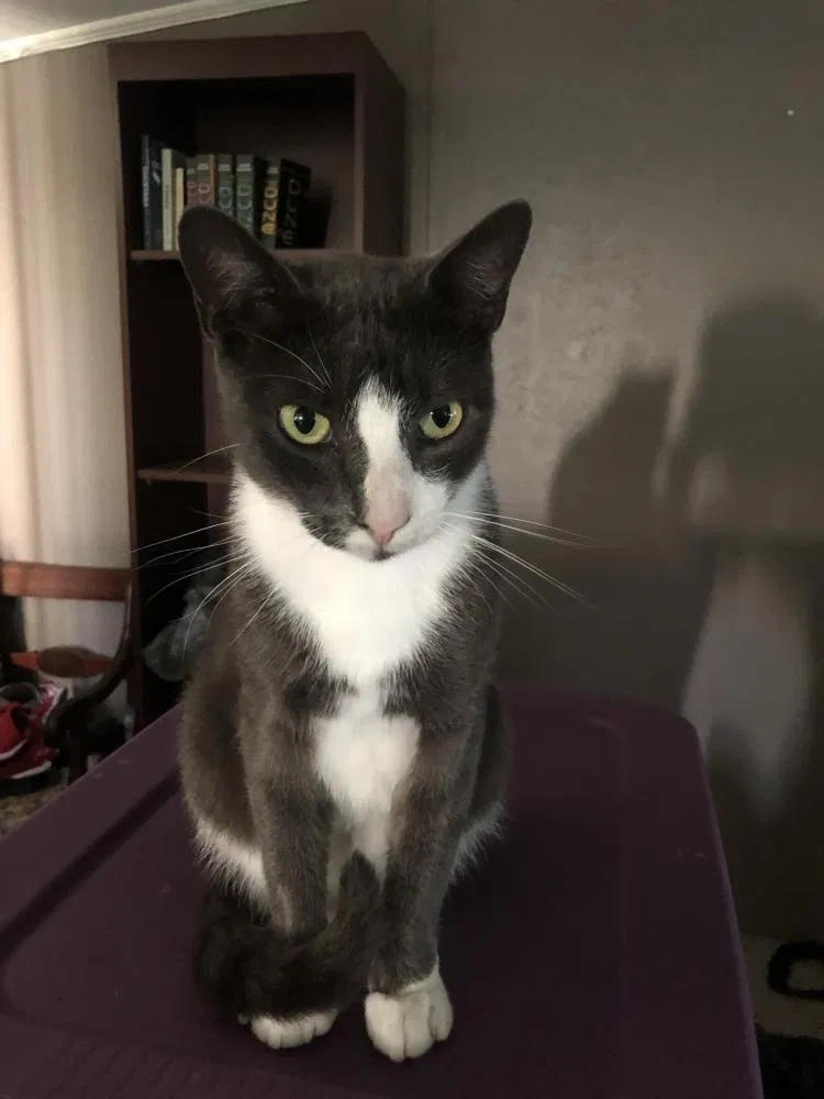 Lost cat in Morriston, FL, 32668