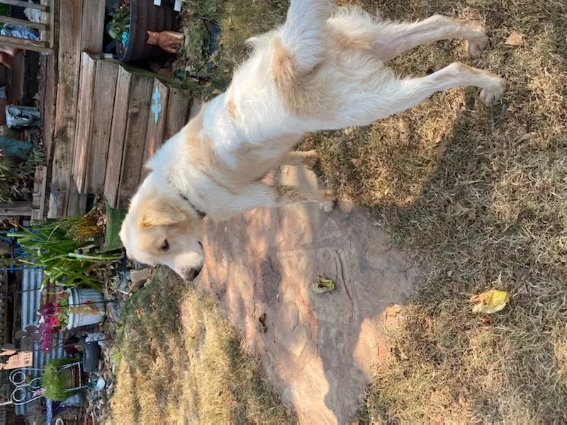 Lost dog in Guthrie, OK, 73044