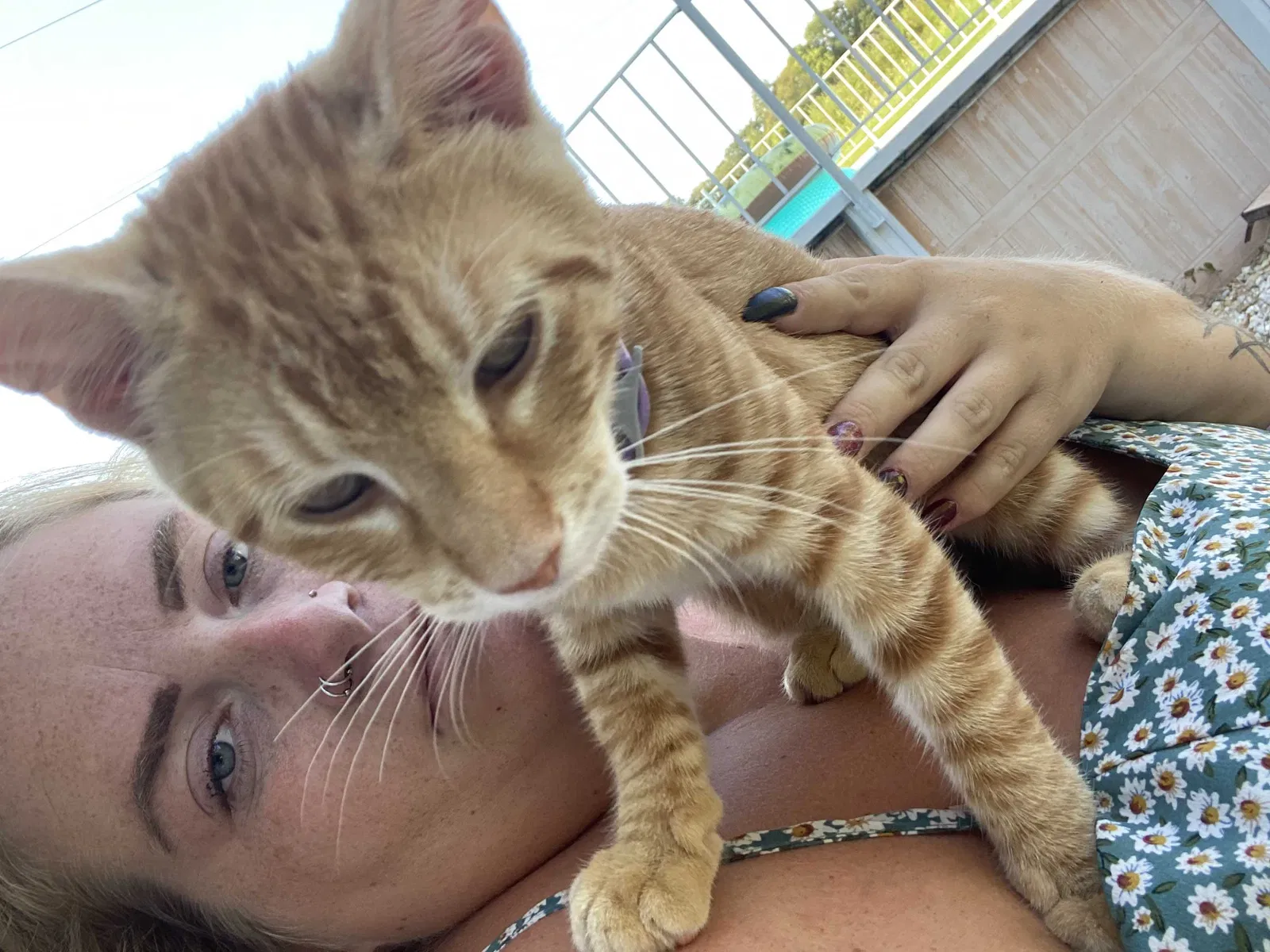 Lost cat in Northumberland, PA, 17857