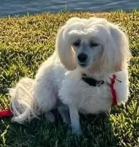 Lost dog in Anaheim, CA, 92808
