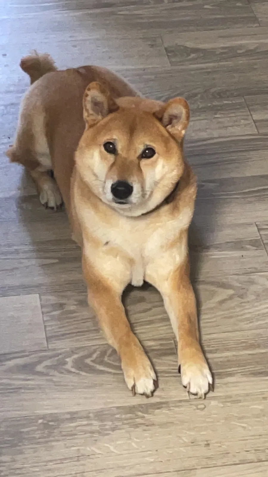 Lost dog in Laguna Niguel, CA, 92677