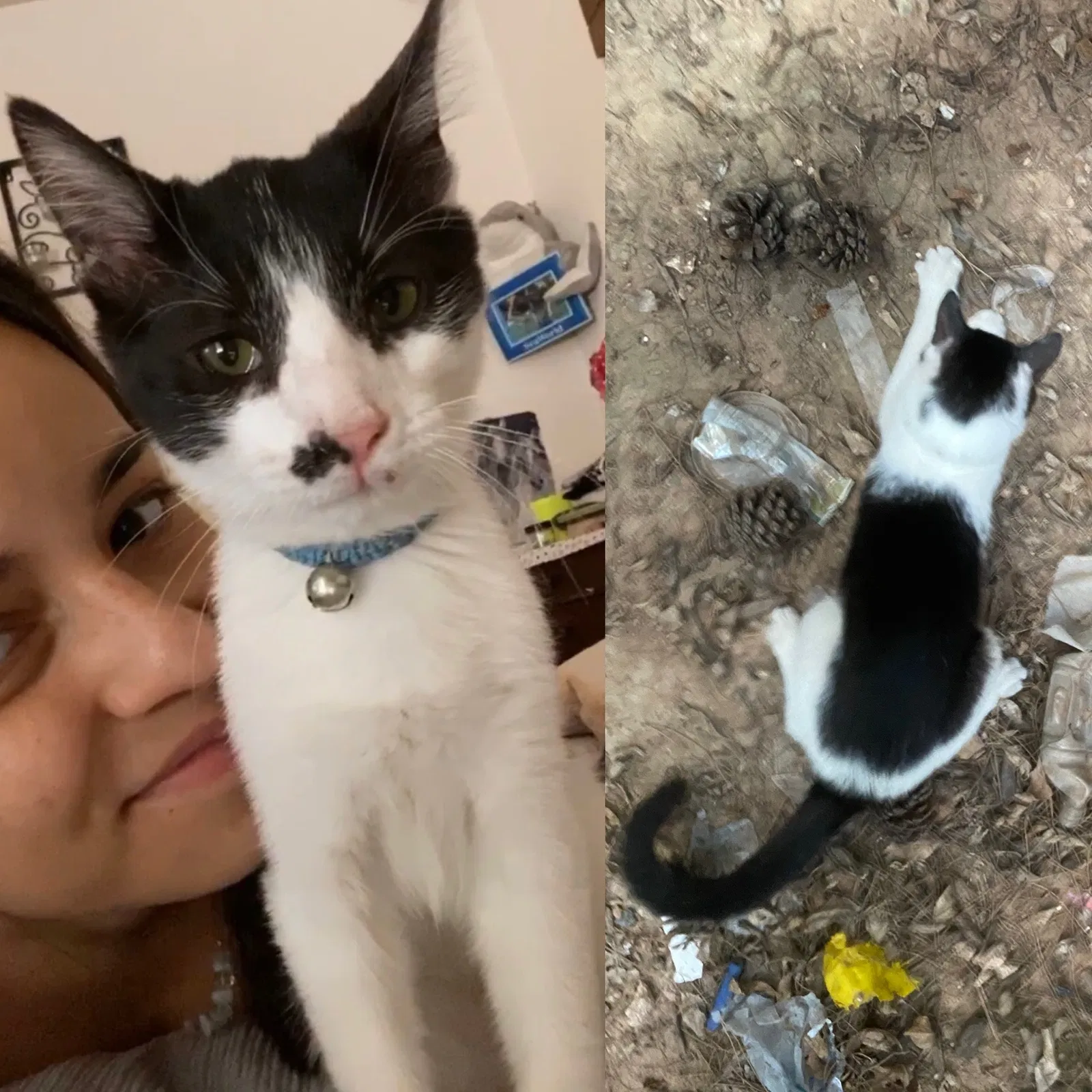 Lost cat in Las Cruces, NM, 88011