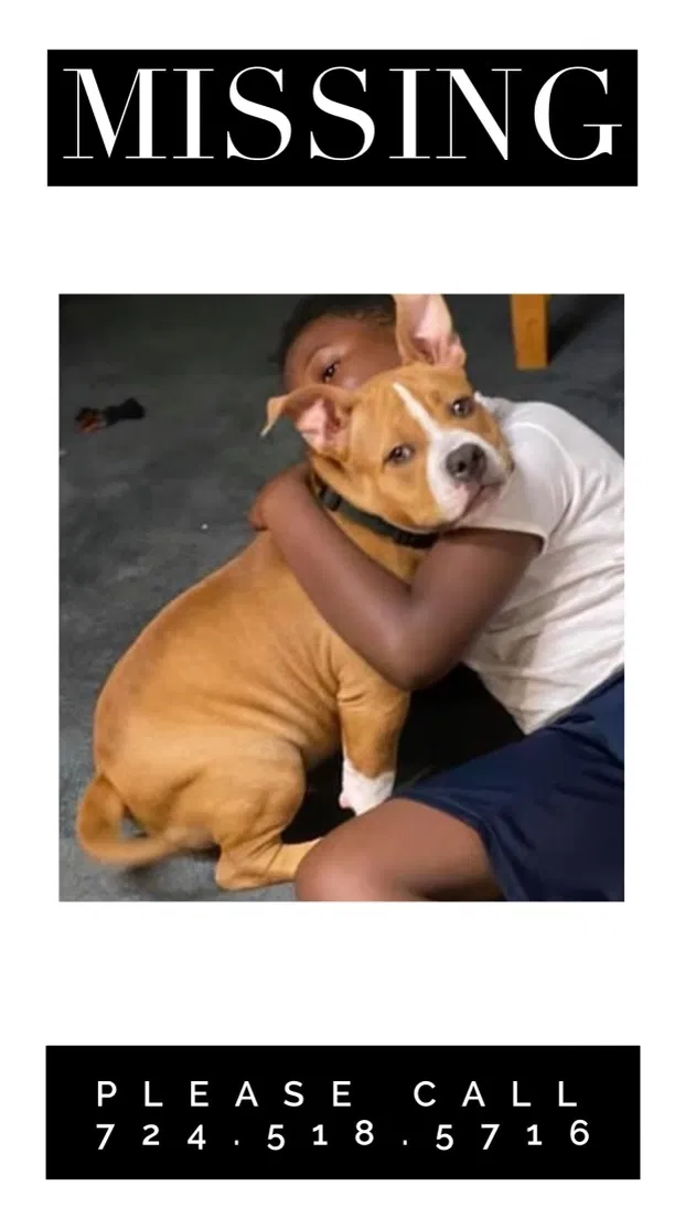 Lost dog in Monongahela, PA, 15063
