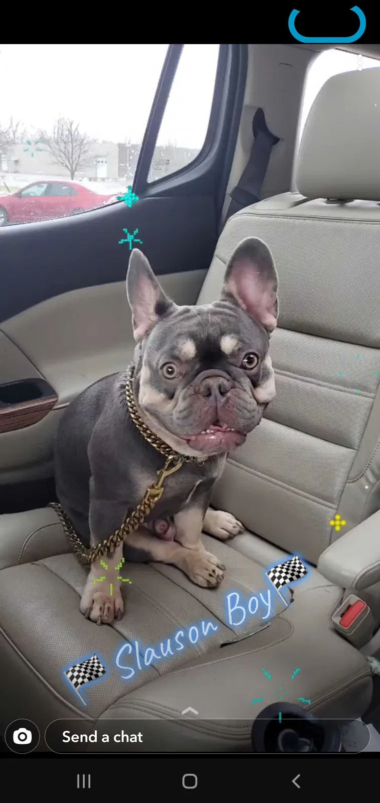 Lost dog in Indianapolis, IN, 46227