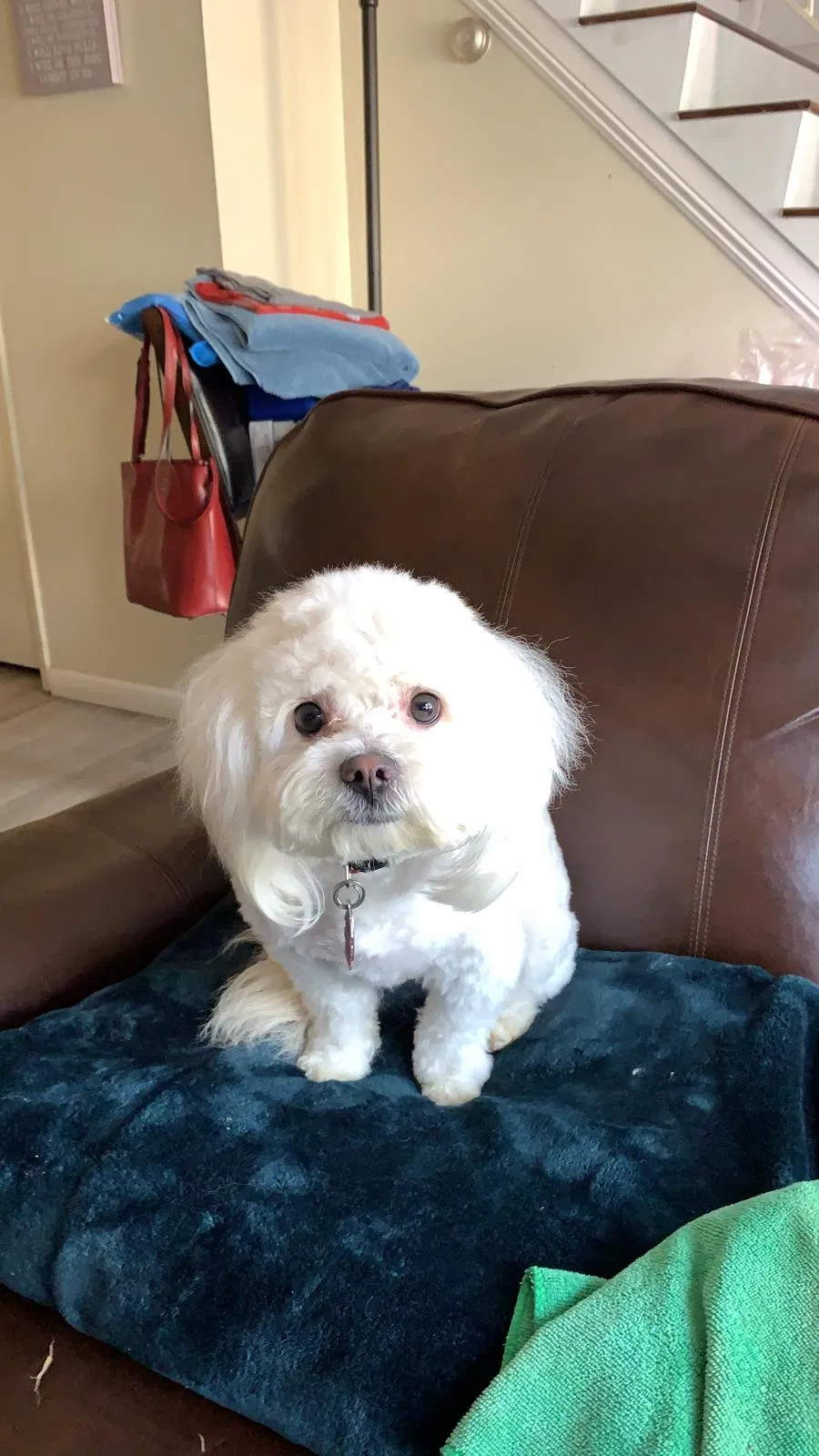 Lost dog in Fontana, CA, 92336