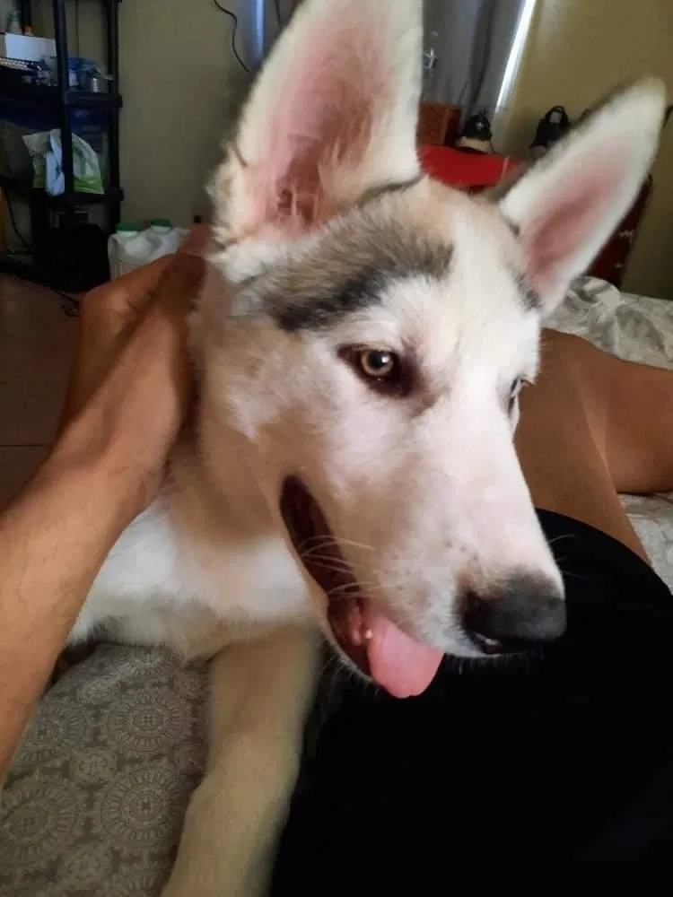 Lost dog in Stockton, CA, 95205
