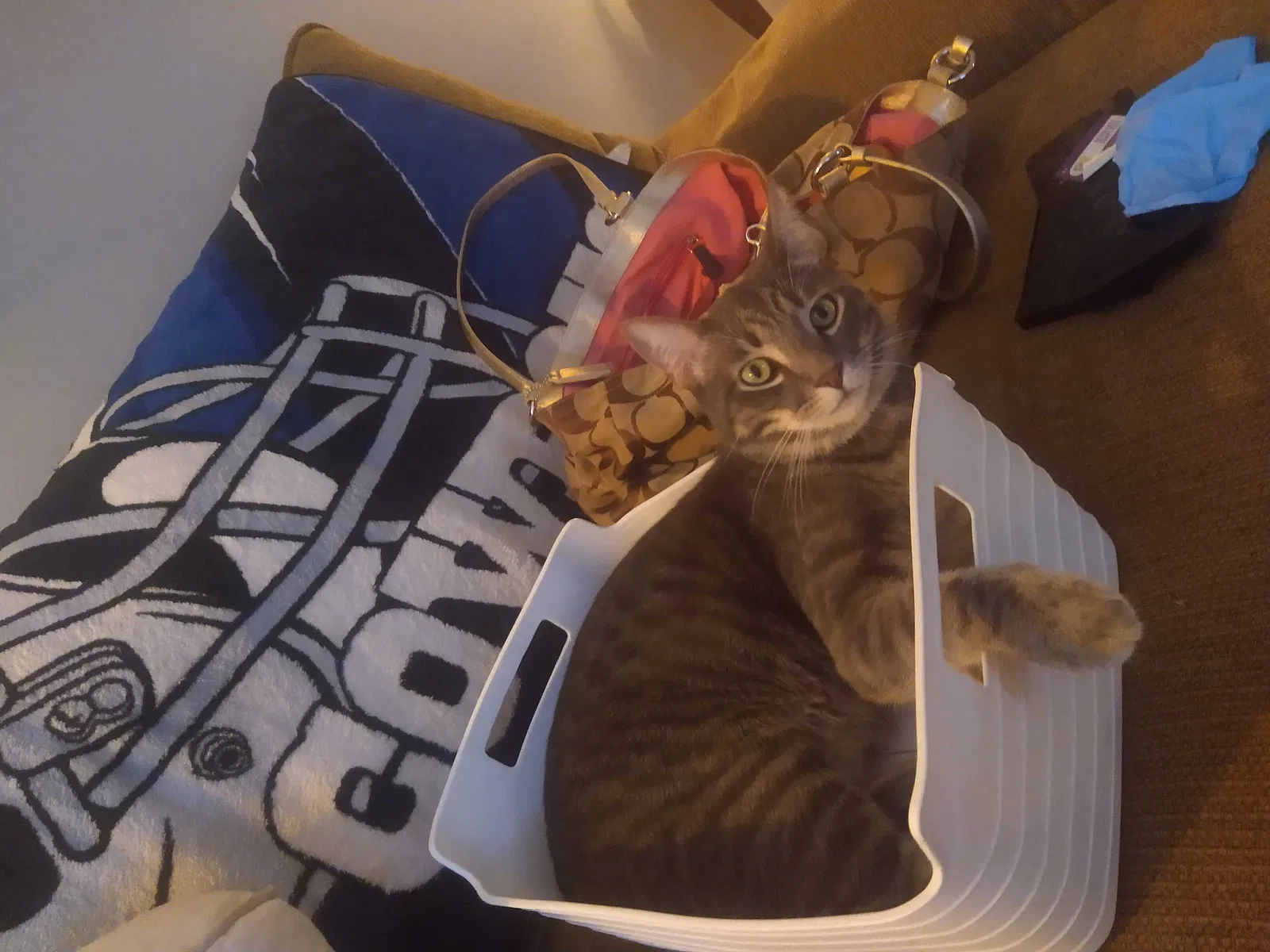 Lost cat in Little Rock, AR, 72227
