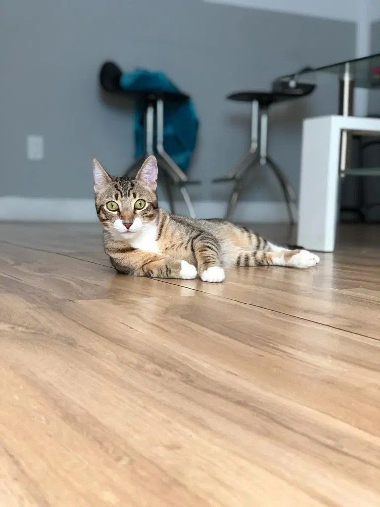 Lost cat in Cape Coral, FL, 33993