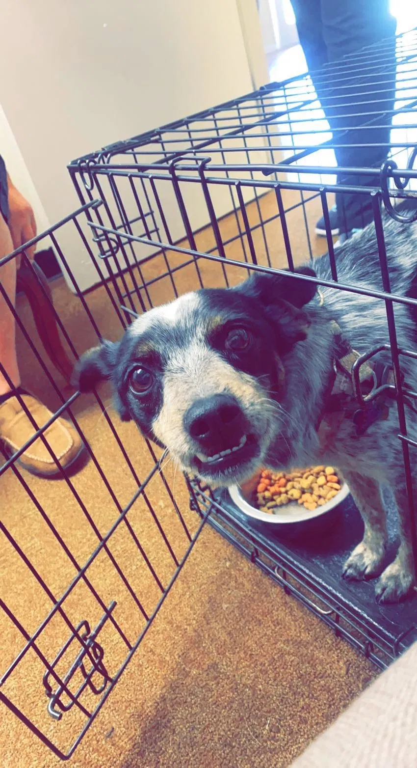 Lost dog in Escalon, CA, 95320