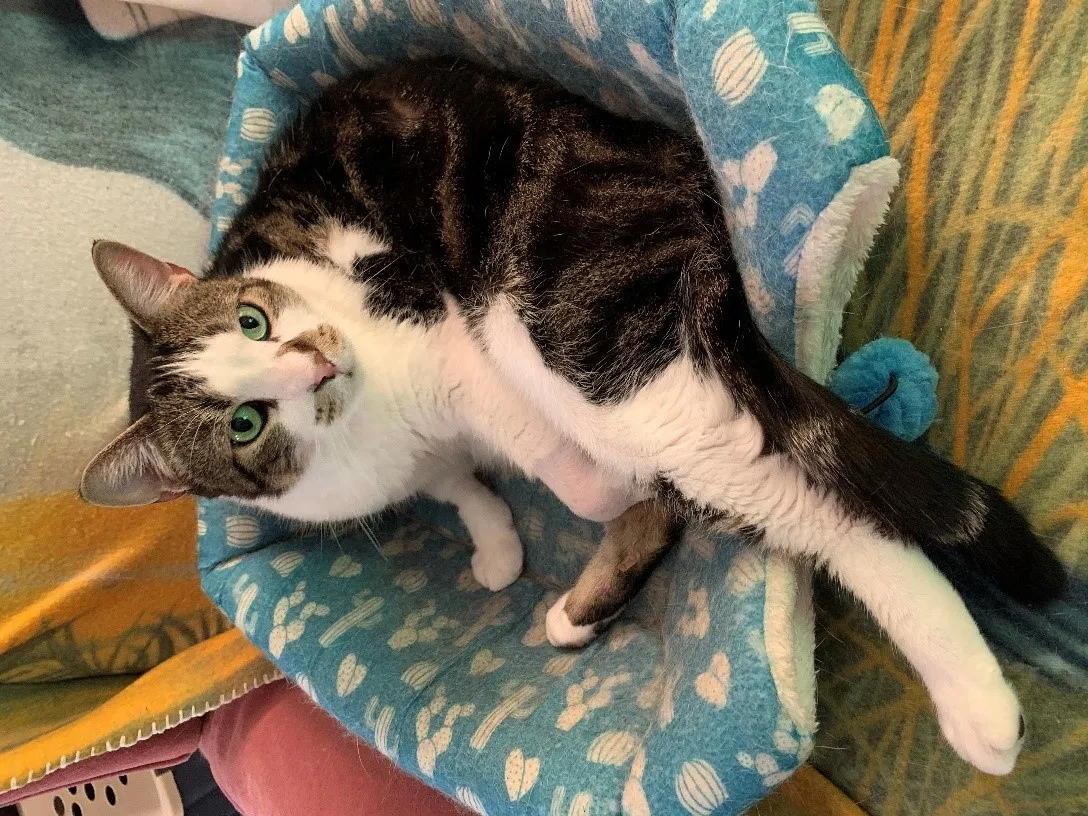Lost cat in Shreveport, LA, 71105