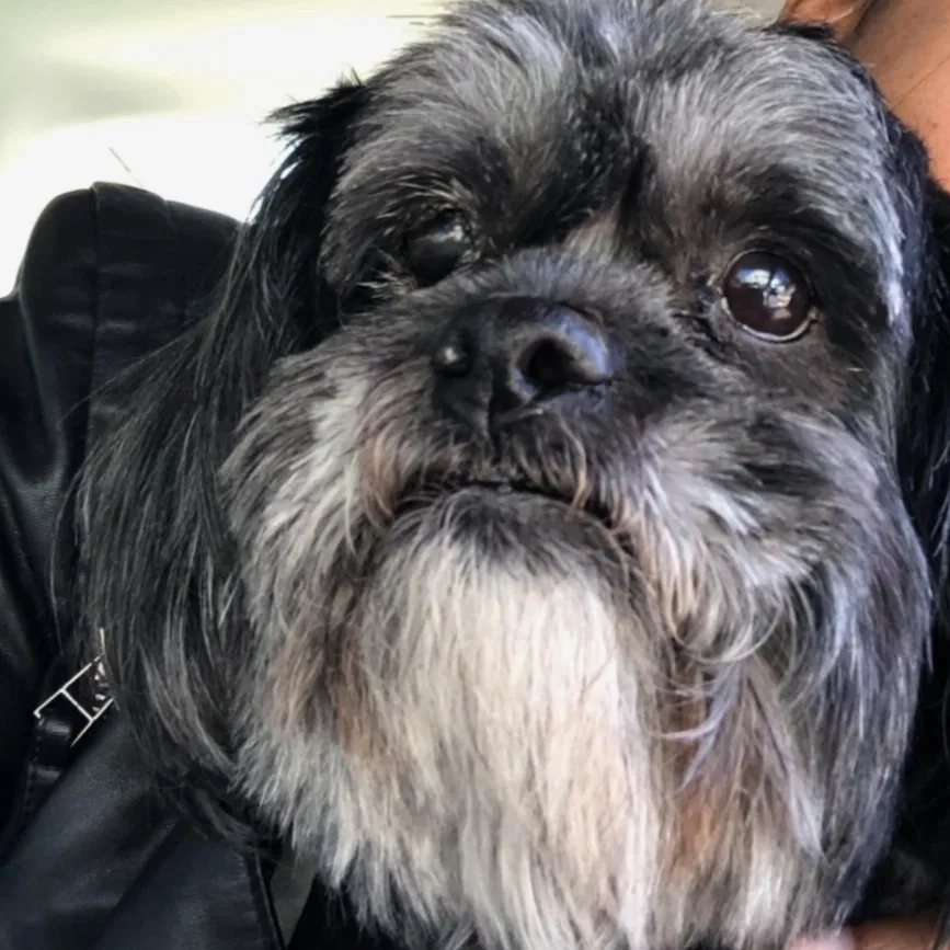 Lost dog in Portsmouth, VA, 23704