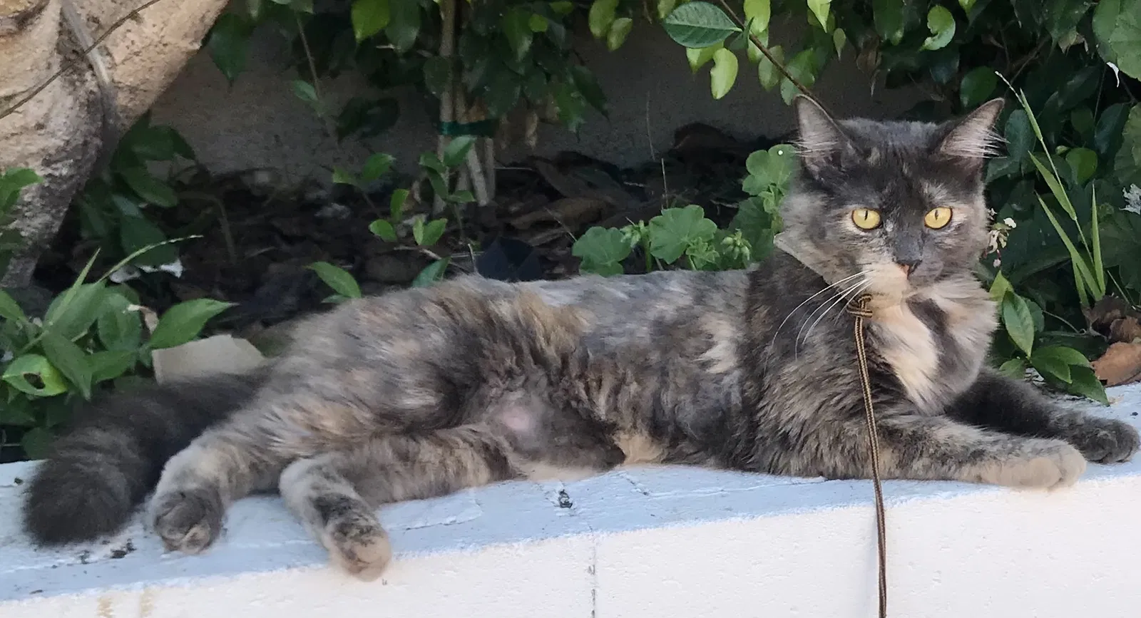 Lost cat in Los Angeles, CA, 90034