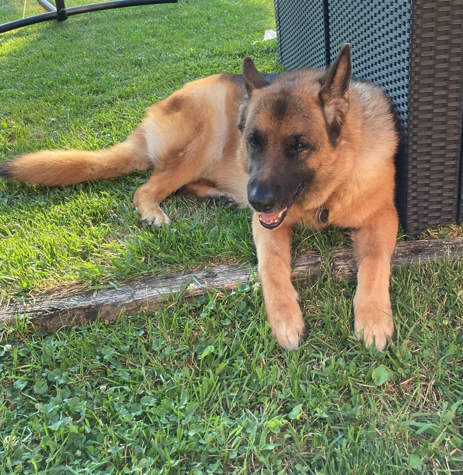 Lost dog in Franklin Park, IL, 60131
