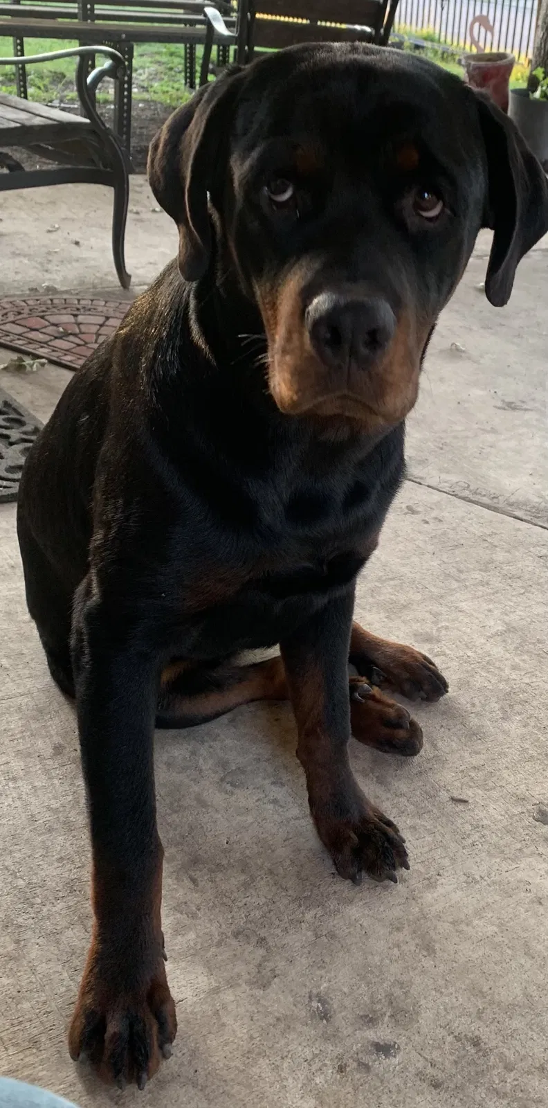 Lost dog in San Antonio, TX, 78242