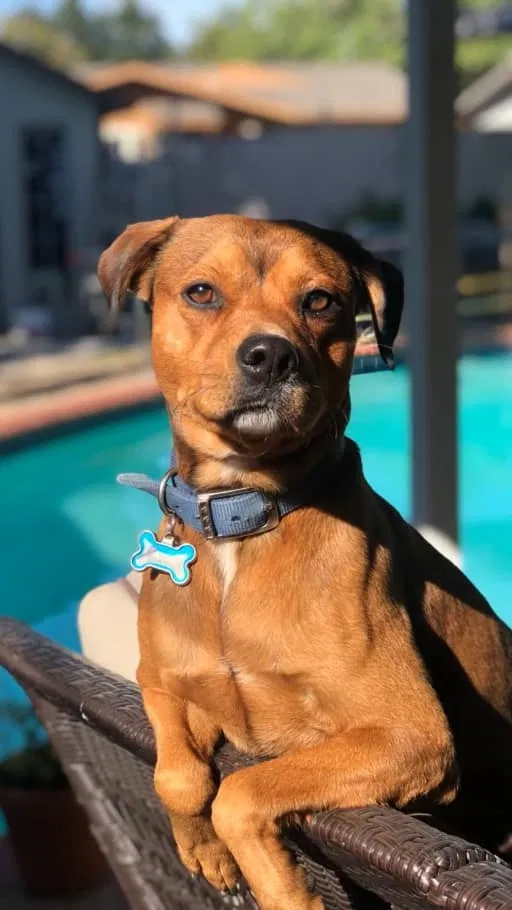 Lost dog in Dallas, TX, 75229