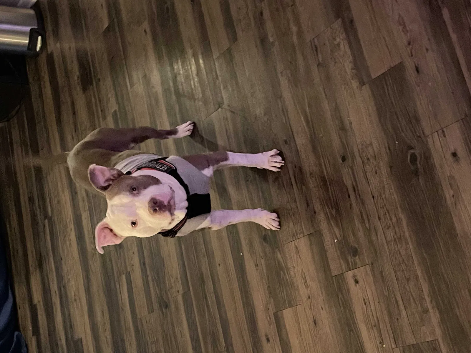 Lost dog in Dallas, TX, 75243