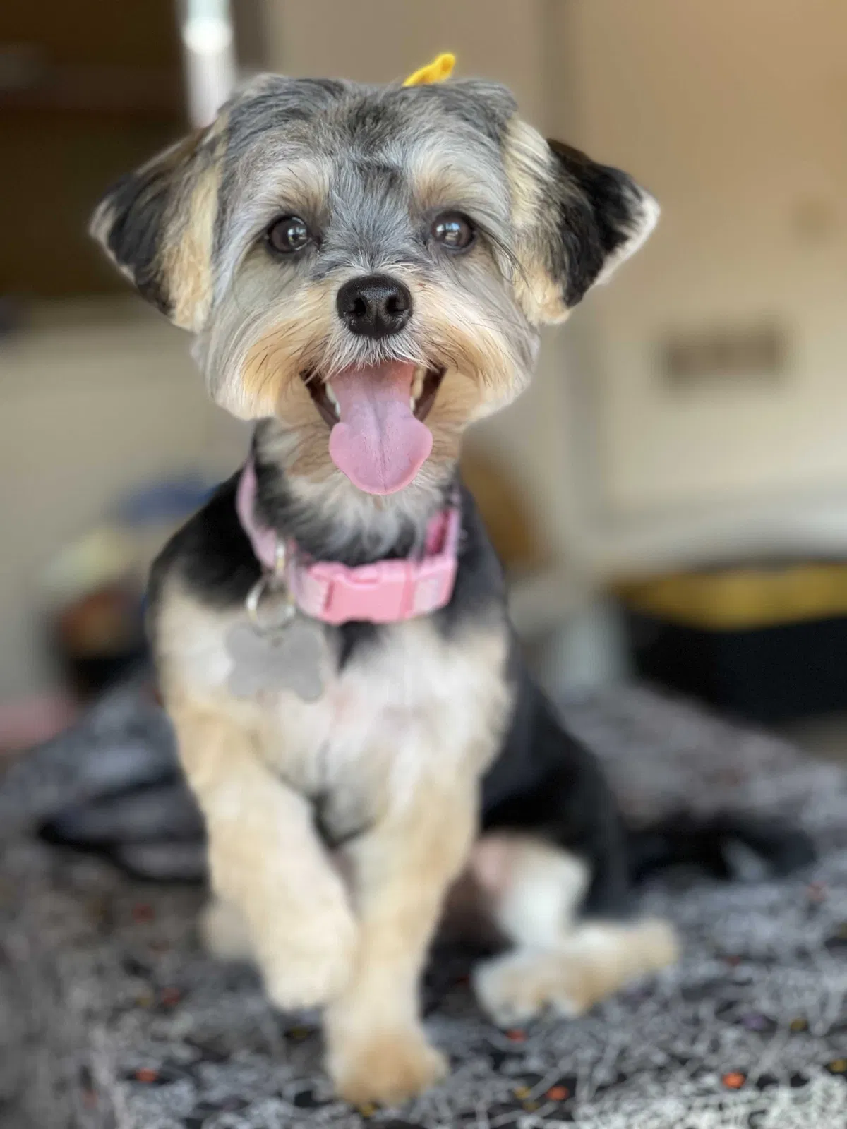 Lost dog in Modesto, CA, 95351
