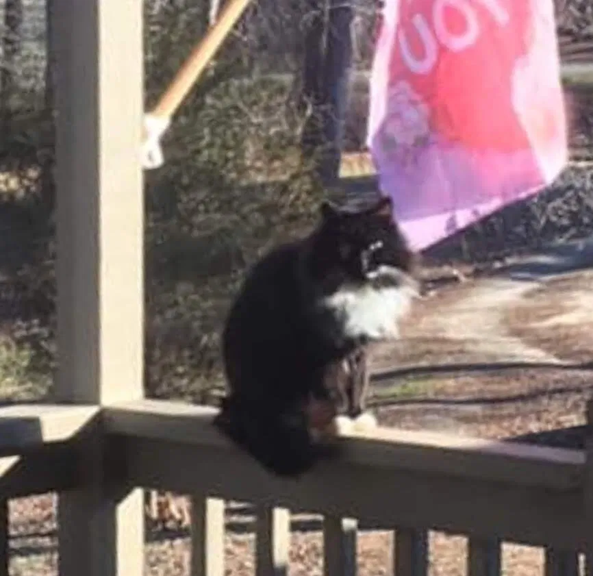 Lost cat in Vale, NC, 28168
