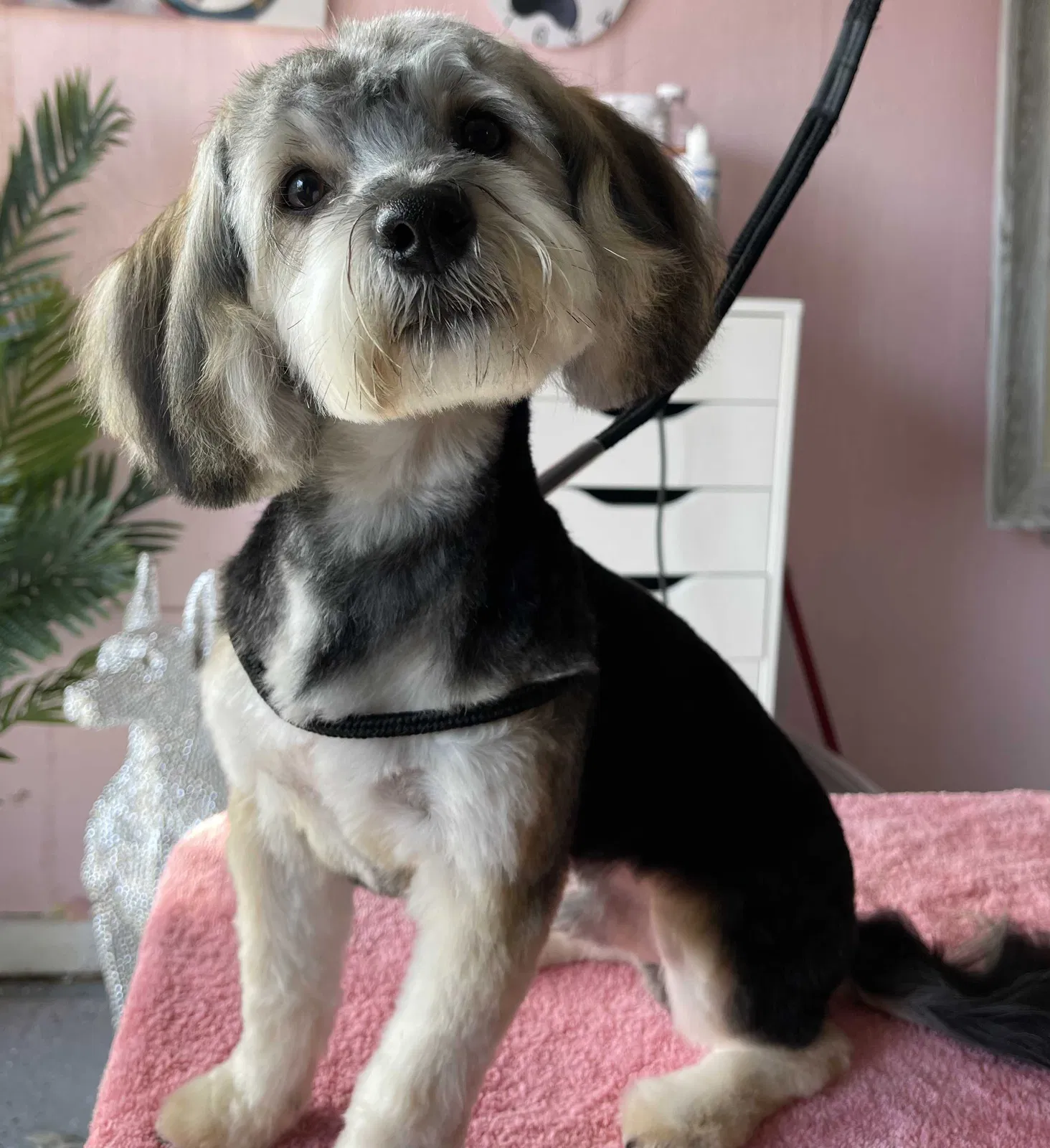 Lost dog in Modesto, CA, 95351