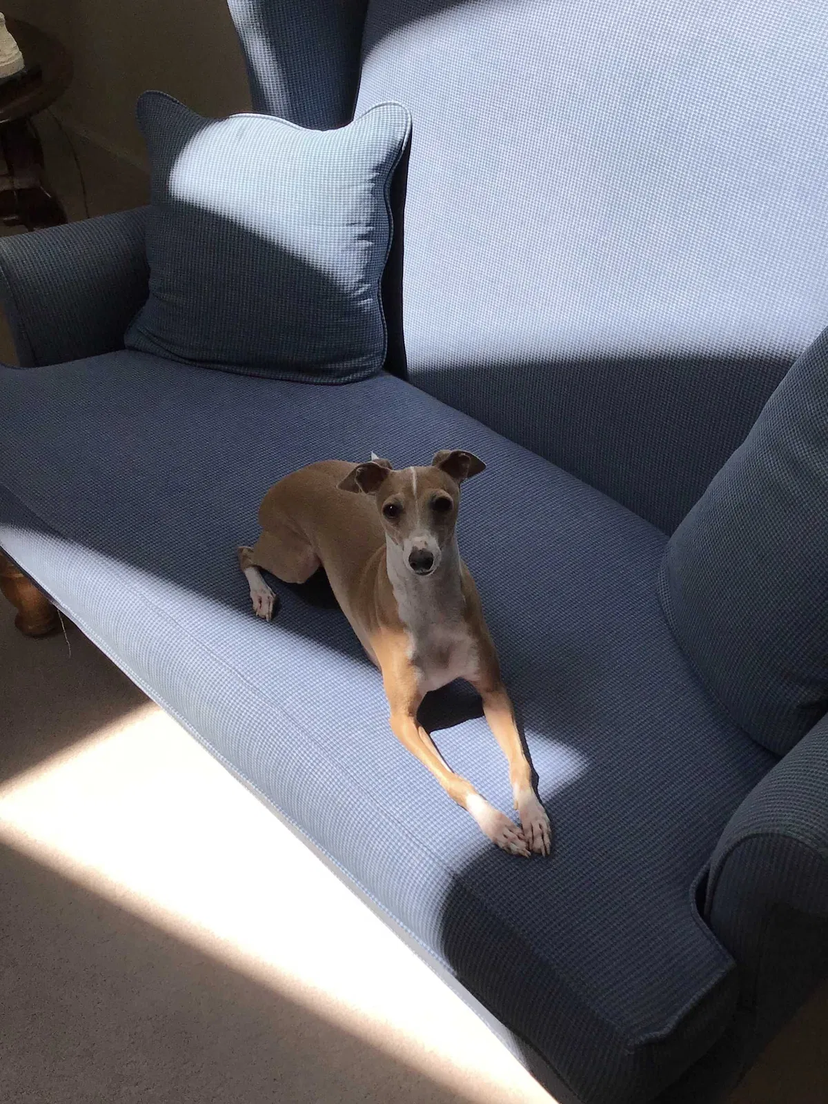 Lost dog in Sewickley, PA, 15143