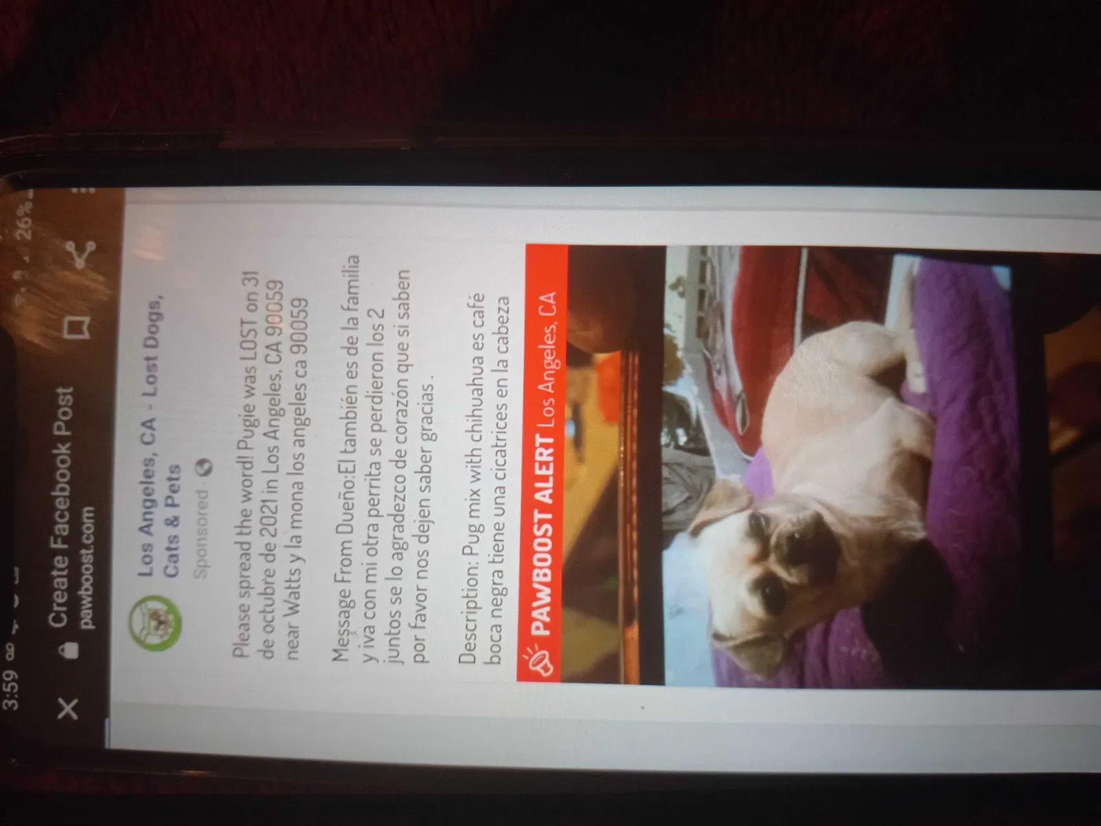 Lost dog in Los Angeles, CA, 90059