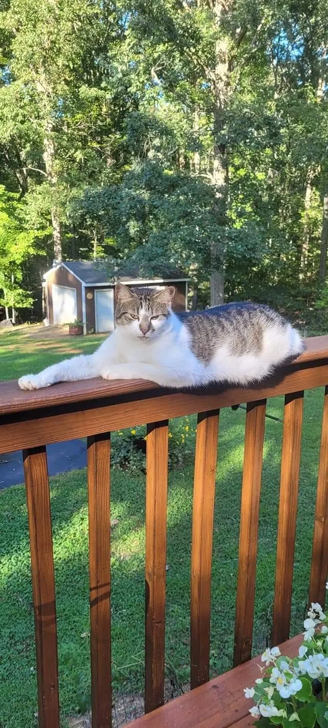Lost cat in Troy, VA, 22974