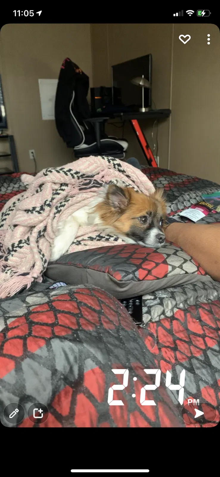 Lost dog in Detroit, MI, 48228