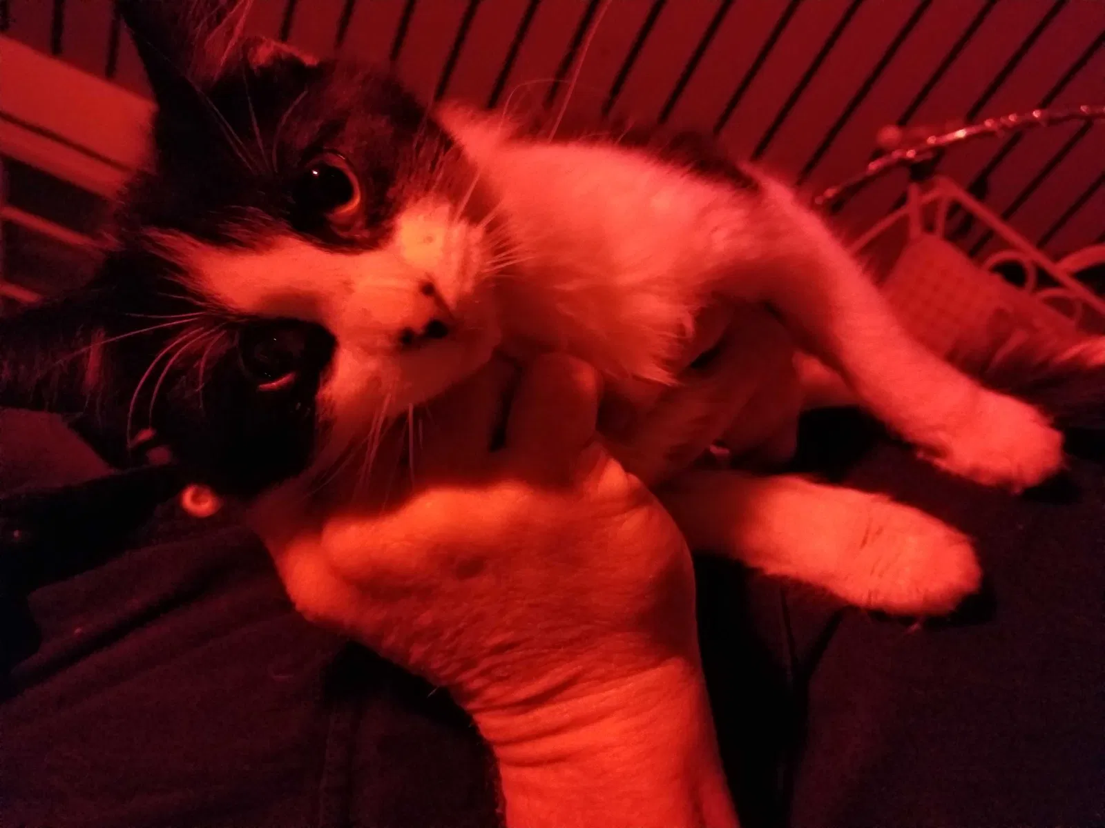Found cat in Wood River, NE, 68883