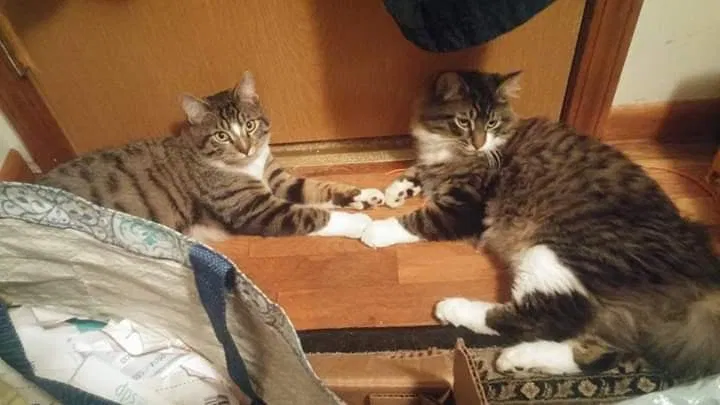 Lost cat in Seattle, WA, 98188